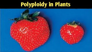 POLYPLOIDY IN PLANTSPART2  LECTURE 65 [upl. by Anana]