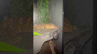 Leachie gecko hunting on his own Fiji is growing up🦎 shorts reptilesreptilekeeperlizardlife [upl. by Corena]