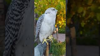 Gyrfalcon rousing Fall is finally here falconry [upl. by Marv]