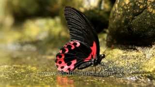 Redbreast butterfly peeing [upl. by Hilel]