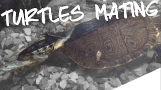 slider turtles MATING timelapse [upl. by Laen]