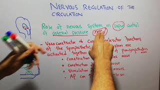 Baroreflex Regulation of Blood Pressure Animation [upl. by Chard]