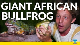 The Largest Frog in Southern Africa [upl. by Majka680]