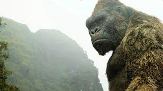 Why Do Gorillas Really Beat Their Chest [upl. by Seditsira]