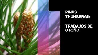 PINUS THUNBERGII TRABAJOS DE OTOÑO [upl. by Dnumyar958]