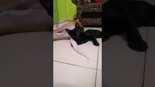 Im Very Nauty🐈🐕IIdogscatspuppycatsfundogsfunnyvideo kittenviralfunnyvideosyoutubevideo [upl. by Assyla]