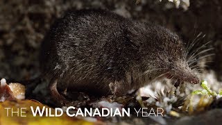 For Water Shrews More Than 3 Hours Between Meals Could be Fatal  Wild Canadian Year [upl. by Ecienal913]