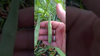 The kidney beans are covered in blooms Fall Harvest [upl. by Iruam]