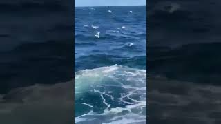 Shark attack in Little Bay  Sydney NSW Australia  16 February 2022 Full Video [upl. by Ebonee]