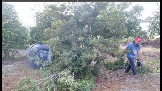 Pruning Sapodilla Tree Manilkara zapota  Making it Higher [upl. by Lipinski335]