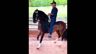 PRINCIPE DEL ESTABLO 🐴🏆 ccc horse viralvideo caballos equine cavalo viralshorts viralreels [upl. by Jezabelle]