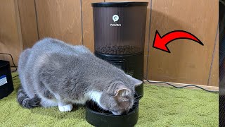 Automatic Cat Feeder Review Perfect Portion Control for Your Pet [upl. by Dnesnwot]