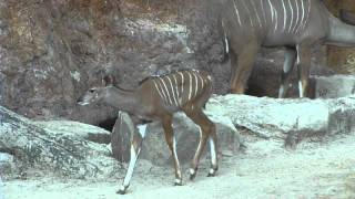 New Baby Kudu at the Houston Zoo [upl. by Leunammi]