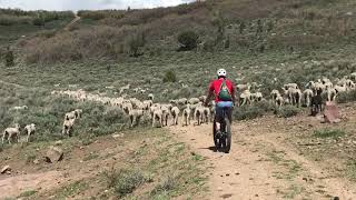 Surprised by Great Pyrenees Sheep Dogs while Mountain Biking in Heber UT [upl. by Kubis]