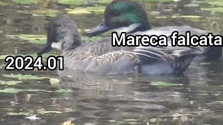 ヨシガモ Mareca falcata 雄  公園のカモ [upl. by Lorna579]