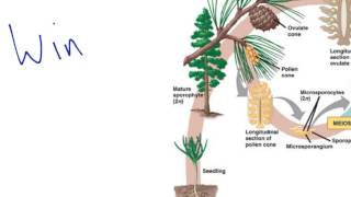 Gymnosperm Reproduction [upl. by Arracat]