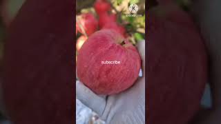 apple youtube youtubeshorts trending nature viralvideo viralshorts video [upl. by Silado]