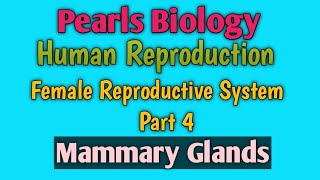 Class 12 Human Reproduction [upl. by Figge]