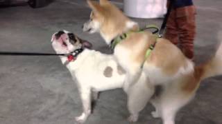 Frenchie humped by shiba inu [upl. by Ahsirt]