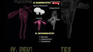 Examples of Fungi Phycomycetes Basidiomycetes Ascomycetes Fungi imperfecti [upl. by Phelgen5]