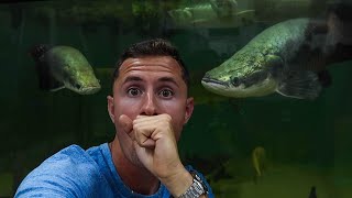 EXCLUSIVE Fish Tour at Predatory Fins FT Paul Cuffaro [upl. by Tsepmet]