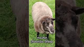 mouton charollais Sheep subscribe creator agriculture sheepfarming animals shorts [upl. by Pier]