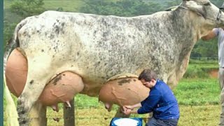 Biggest Udder Highly Milking Girlando Cow Breed 127 Litters Milk Record Per Day  Gir Cow Farming [upl. by Vassaux934]