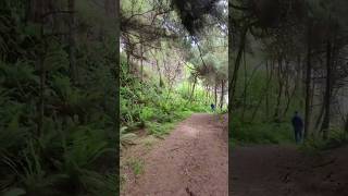 Yurok Loop Trail nature hikingusa nationalpark travel [upl. by Ela]