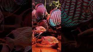 aquarium biotope fish discustank tropicalfish aquariumfish fishtank discus geophagus dc [upl. by Aicirtam]