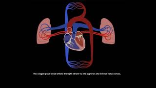 Systemic vs pulmonary circulation [upl. by Eednil]