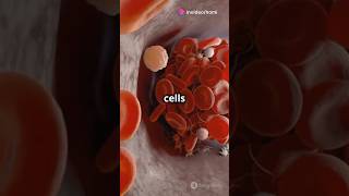 How Blood is Made I Hematopoiesis Explain I Human Body I shorts facts humanbiology [upl. by Joselow959]