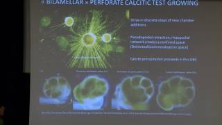 Understanding of biomineralization in perforate calcitic foraminifera  Biomineralization2014 [upl. by Dawaj]