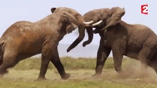 Combat déléphants impressionnant  ZAPPING SAUVAGE [upl. by Lexa]