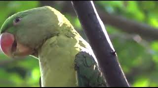 Raw Parrot whistling talking training session 1 [upl. by Yard]