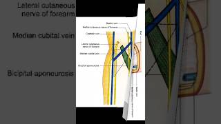 Cubital fossa anatomy short note cubitalfossa anatomy [upl. by Gylys864]