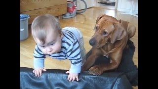 Ridgeback vs small kid [upl. by Elimac]