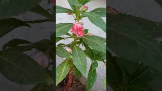 Impatiens flowerbalsam seeds collectionamazinggarden [upl. by Landers]