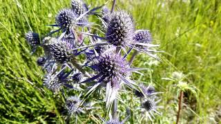 Eryngium bourgatii Pyrenean Eryngo [upl. by Cowen]