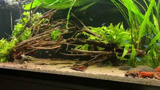 325L CorydorasTank with new TalawaWood [upl. by Nilekcaj]