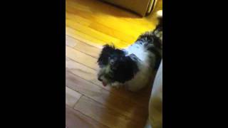 Havanese barking [upl. by Allen]