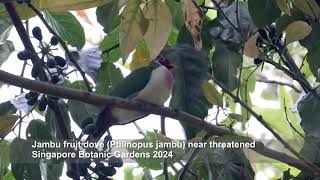 Jambu fruit dove Ptilinopus jambu  Singapore Botanic Gardens birds nature [upl. by Kaycee]