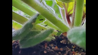 6 Ways to Get Rid of Fungus Gnats [upl. by Anniram692]