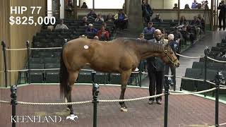 Hip 77 Prank sells for 16 million at 2024 Keeneland January [upl. by Salomie]