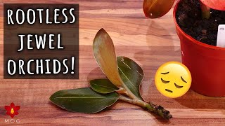 How to save a rootless Orchid  Jewel Orchids Repotting Session [upl. by Hoxsie]