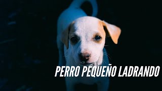 👉 LADRIDOS de PERROS pequeños muy ENOJADOS sonido muy fuertes  2021 [upl. by Sherilyn]