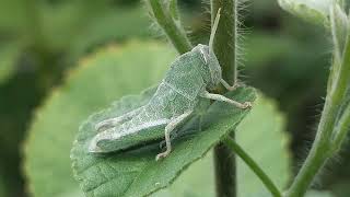 The Green Grasshopper selyan1980 [upl. by Thissa]