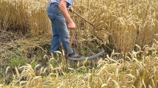 Getreide ernten mit Sicht und Bikk wie früher in HD [upl. by Kihtrak]