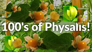 How to Eat Physalis Peruviana Cape Gooseberry Golden Berry Inca Berry [upl. by Elylrac82]