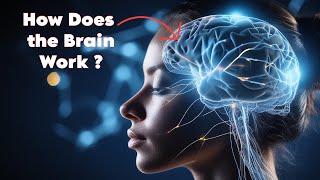 How Does the Brain Work Exploring the Human Mind [upl. by Yaker]