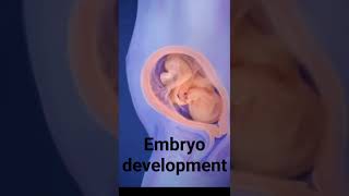 embryo development stages  from 1st month to 9th month journey embryodevelopmentpregnancy [upl. by Maurita]